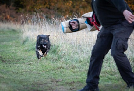 General Purpose Security Dogs